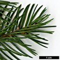 SpeciesSub: var. acicularis